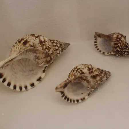 Hotel Breeze House *